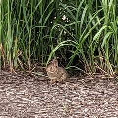 Sylvilagus floridanus