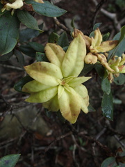 Rhododendron pseudochrysanthum
