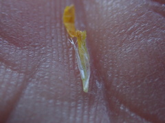 Centromadia parryi rudis