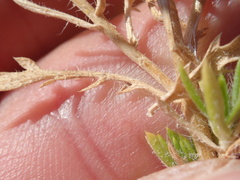 Centromadia parryi rudis