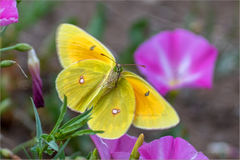 Colias heos