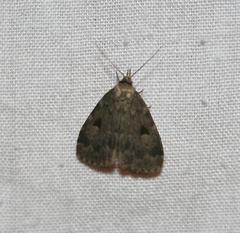 Parahypenodes quadralis