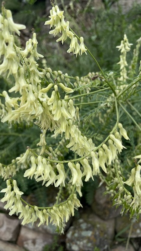 Astragalus galegiformis