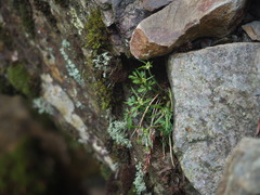 Chaerophyllum involucratum