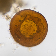 Galeripora discoides