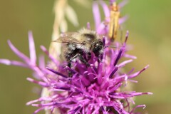 Bombus sylvarum