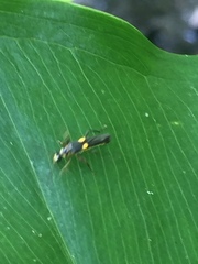 Trypherus frisoni