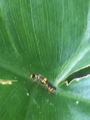 Trypherus frisoni