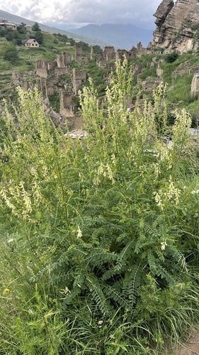 Astragalus galegiformis
