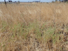 Centromadia parryi rudis