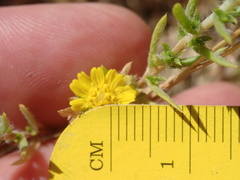 Centromadia parryi rudis