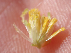 Centromadia parryi rudis