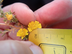 Centromadia parryi rudis