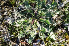 Taraxacum obovatum