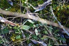 Helianthemum ledifolium