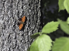 Polygonia progne