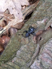 Sphodros niger