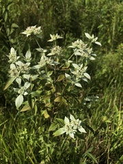 Pycnanthemum albescens