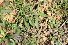 Helianthemum ledifolium