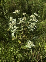Pycnanthemum albescens