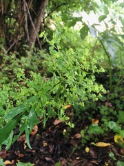 Euphorbia stricta