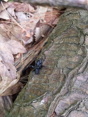 Sphodros niger