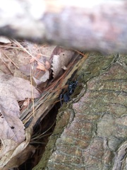 Sphodros niger