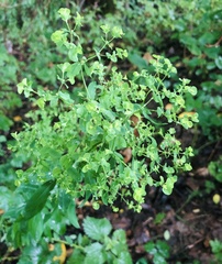 Euphorbia stricta