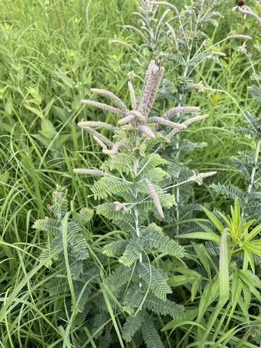 leadplant