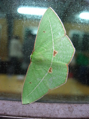 Tanaoctenia haliaria