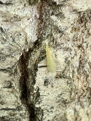 Sweltsa