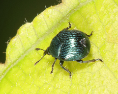 Pterocolus ovatus
