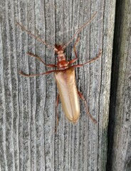 Centrodera decolorata