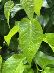 Maclura