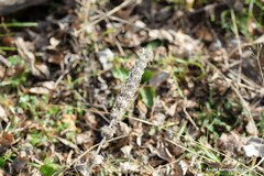 Nepeta tuberosa