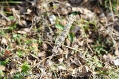 Nepeta tuberosa