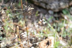Helianthemum ledifolium