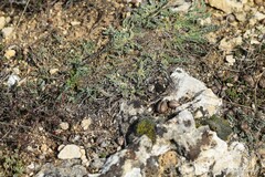 Hippocrepis carpetana