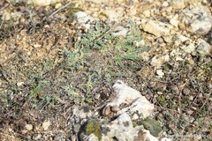 Hippocrepis carpetana