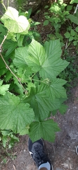 Rubus parviflorus