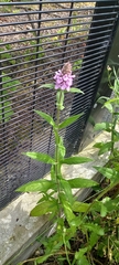 Stachys palustris