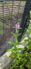 Stachys palustris