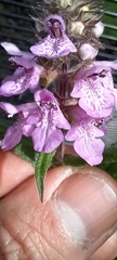 Stachys palustris
