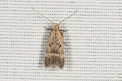 Neodactylota liguritrix