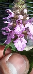 Stachys palustris