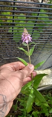 Stachys palustris