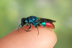 Chrysis fulgida