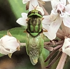Hedriodiscus trivittatus