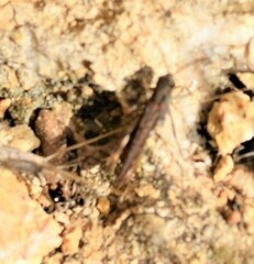 Chorthippus vagans