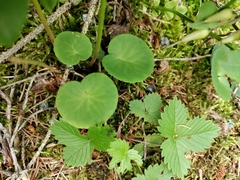 Soldanella montana
